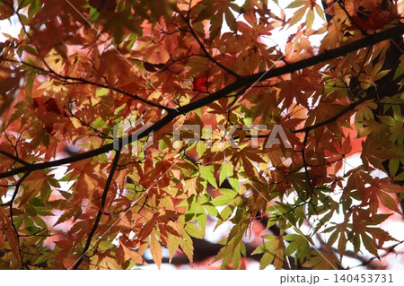 秋の陽に輝く紅葉 秋の陽に輝く紅葉 140453731
