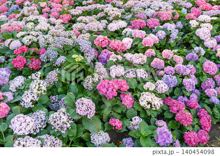 The Blooming cultivar bigleaf hydrangea, Hydrangea macrophylla. The Blooming cultivar bigleaf hydrangea, Hydrangea macrophylla. 140454098