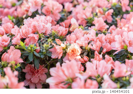 Pink Azalea flowers blooming densely on compact shrubs. Pink Azalea flowers blooming densely on compact shrubs. 140454101