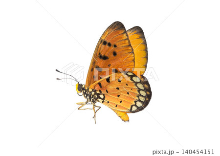 Monarch Butterfly with Intricate Wing Patterns isolate on White Background. Detailed Macro Photography Monarch Butterfly with Intricate Wing Patterns isolate on White Background. Detailed Macro Photography 140454151