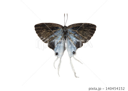 Hypolycaena erylus Butterfly. isolated on white background. Detailed Macro Photography Hypolycaena erylus Butterfly. isolated on white background. Detailed Macro Photography 140454152