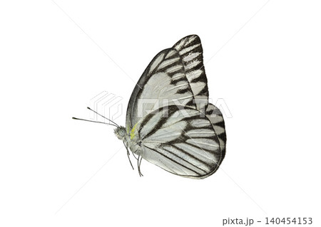Neophasia menapia white butterfly isolated on white background. Delicate white and black striped butterfly. Neophasia menapia white butterfly isolated on white background. Delicate white and black striped butterfly. 140454153