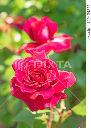 家の周りの草花 四季の色々 初夏のバラ園の花壇を清楚で美しい花が彩りを添えています 家の周りの草花 四季の色々 初夏のバラ園の花壇を清楚で美しい花が彩りを添えています 140454273