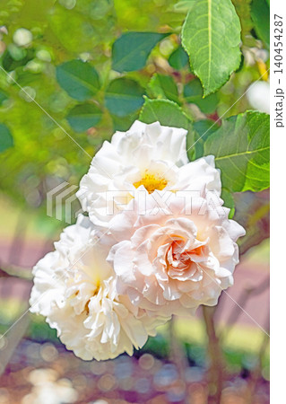 家の周りの草花 四季の色々 初夏のバラ園の花壇を清楚で美しい花が彩りを添えています 家の周りの草花 四季の色々 初夏のバラ園の花壇を清楚で美しい花が彩りを添えています 140454287