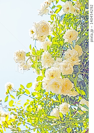 家の周りの草花 四季の色々 初夏のバラ園の花壇を清楚で美しい花が彩りを添えています 家の周りの草花 四季の色々 初夏のバラ園の花壇を清楚で美しい花が彩りを添えています 140454292