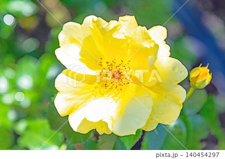 家の周りの草花 四季の色々 初夏のバラ園の花壇を清楚で美しい花が彩りを添えています 家の周りの草花 四季の色々 初夏のバラ園の花壇を清楚で美しい花が彩りを添えています 140454297