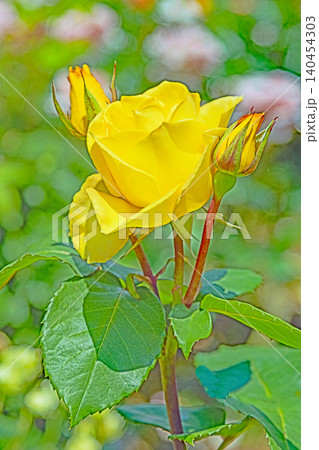 家の周りの草花　四季の色々　初夏のバラ園の花壇を清楚で美しい花が彩りを添えています　　 140454303