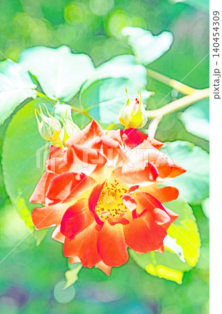 家の周りの草花 四季の色々 初夏のバラ園の花壇を清楚で美しい花が彩りを添えています 家の周りの草花 四季の色々 初夏のバラ園の花壇を清楚で美しい花が彩りを添えています 140454309