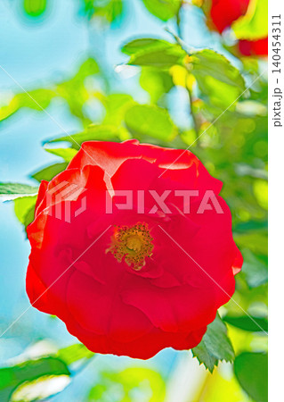 家の周りの草花 四季の色々 初夏のバラ園の花壇を清楚で美しい花が彩りを添えています 家の周りの草花 四季の色々 初夏のバラ園の花壇を清楚で美しい花が彩りを添えています 140454311