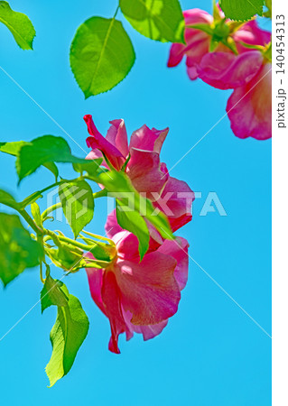 家の周りの草花　四季の色々　初夏のバラ園の花壇を清楚で美しい花が彩りを添えています　　 140454313