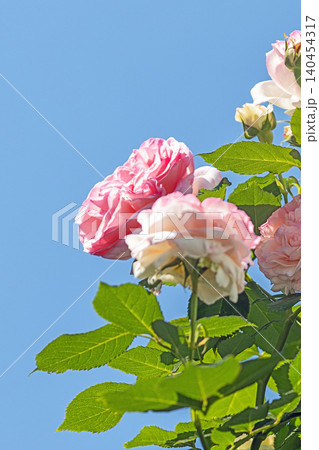 家の周りの草花 四季の色々 初夏のバラ園の花壇を清楚で美しい花が彩りを添えています 家の周りの草花 四季の色々 初夏のバラ園の花壇を清楚で美しい花が彩りを添えています 140454317