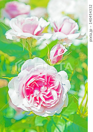家の周りの草花　四季の色々　初夏のバラ園の花壇を清楚で美しい花が彩りを添えています　　 140454332