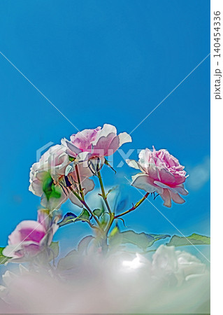 家の周りの草花 四季の色々 初夏のバラ園の花壇を清楚で美しい花が彩りを添えています 家の周りの草花 四季の色々 初夏のバラ園の花壇を清楚で美しい花が彩りを添えています 140454336