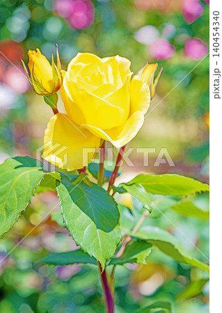 家の周りの草花 四季の色々 初夏のバラ園の花壇を清楚で美しい花が彩りを添えています 家の周りの草花 四季の色々 初夏のバラ園の花壇を清楚で美しい花が彩りを添えています 140454340