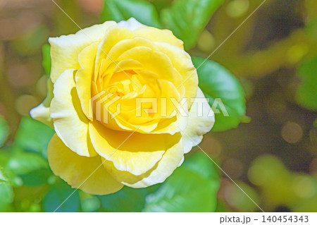 家の周りの草花 四季の色々 初夏のバラ園の花壇を清楚で美しい花が彩りを添えています 家の周りの草花 四季の色々 初夏のバラ園の花壇を清楚で美しい花が彩りを添えています 140454343