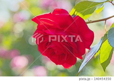 家の周りの草花 四季の色々 初夏のバラ園の花壇を清楚で美しい花が彩りを添えています 家の周りの草花 四季の色々 初夏のバラ園の花壇を清楚で美しい花が彩りを添えています 140454350