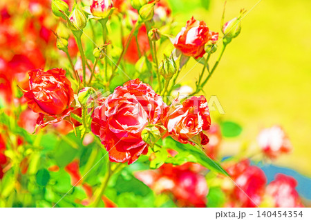 家の周りの草花　四季の色々　初夏のバラ園の花壇を清楚で美しい花が彩りを添えています　　 140454354