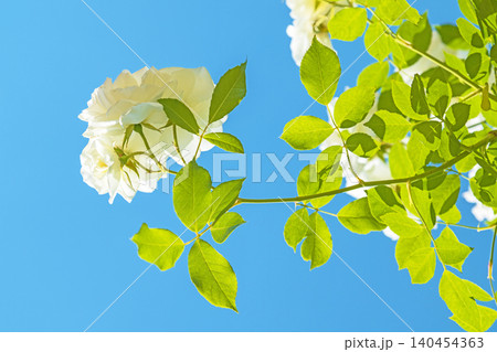 家の周りの草花 四季の色々 初夏のバラ園の花壇を清楚で美しい花が彩りを添えています 家の周りの草花 四季の色々 初夏のバラ園の花壇を清楚で美しい花が彩りを添えています 140454363