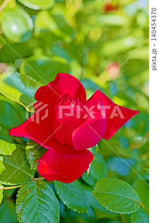 家の周りの草花　四季の色々　初夏のバラ園の花壇を清楚で美しい花が彩りを添えています　　 140454370