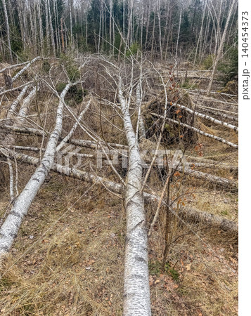 Fallen birch trees after a storm in a northern forest. Close-up of windthrown tree trunk with white bark on the ground. Fallen birch trees after a storm in a northern forest. Close-up of windthrown tree trunk with white bark on the ground. 140454373