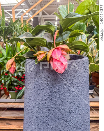 Blooming Medinilla magnifica tropical houseplant in a modern grey pot displayed in a bright retail garden center. Blooming Medinilla magnifica tropical houseplant in a modern grey pot displayed in a bright retail garden center. 140454377