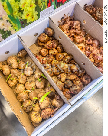 Close-up of dormant flower bulbs with fresh green sprouts arranged in cardboard retail boxes ready for spring garden planting. 140454380