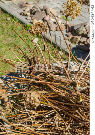 Pruned hydrangea branches and dried flower heads in a garden container for spring cleanup and seasonal backyard maintenance. Pruned hydrangea branches and dried flower heads in a garden container for spring cleanup and seasonal backyard maintenance. 140454442