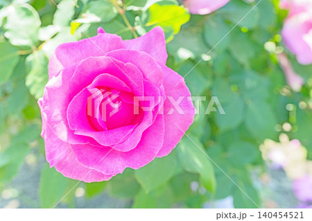 家の周りの草花 四季の色々 初夏のバラ園の花壇を清楚で美しい花が彩りを添えています 家の周りの草花 四季の色々 初夏のバラ園の花壇を清楚で美しい花が彩りを添えています 140454521