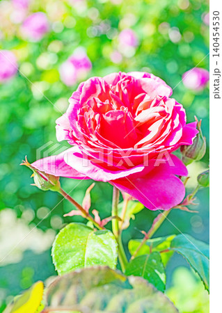 家の周りの草花 四季の色々 初夏のバラ園の花壇を清楚で美しい花が彩りを添えています 家の周りの草花 四季の色々 初夏のバラ園の花壇を清楚で美しい花が彩りを添えています 140454530
