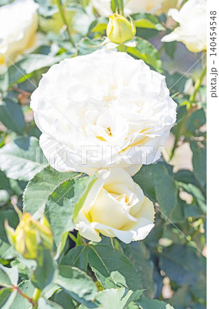 家の周りの草花 四季の色々 初夏のバラ園の花壇を清楚で美しい花が彩りを添えています 家の周りの草花 四季の色々 初夏のバラ園の花壇を清楚で美しい花が彩りを添えています 140454548