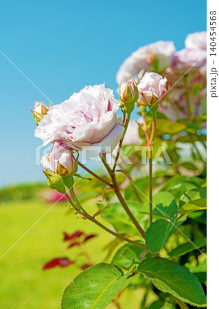 家の周りの草花 四季の色々 初夏のバラ園の花壇を清楚で美しい花が彩りを添えています 家の周りの草花 四季の色々 初夏のバラ園の花壇を清楚で美しい花が彩りを添えています 140454568
