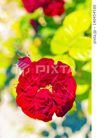家の周りの草花 四季の色々 初夏のバラ園の花壇を清楚で美しい花が彩りを添えています 家の周りの草花 四季の色々 初夏のバラ園の花壇を清楚で美しい花が彩りを添えています 140454580