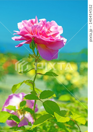 家の周りの草花 四季の色々 初夏のバラ園の花壇を清楚で美しい花が彩りを添えています 家の周りの草花 四季の色々 初夏のバラ園の花壇を清楚で美しい花が彩りを添えています 140454582