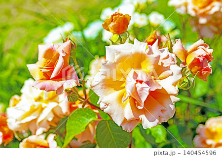 家の周りの草花 四季の色々 初夏のバラ園の花壇を清楚で美しい花が彩りを添えています 家の周りの草花 四季の色々 初夏のバラ園の花壇を清楚で美しい花が彩りを添えています 140454596
