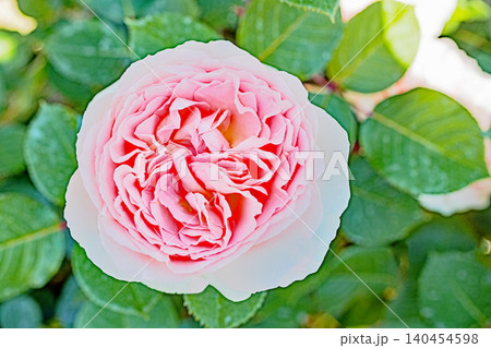 家の周りの草花 四季の色々 初夏のバラ園の花壇を清楚で美しい花が彩りを添えています 家の周りの草花 四季の色々 初夏のバラ園の花壇を清楚で美しい花が彩りを添えています 140454598