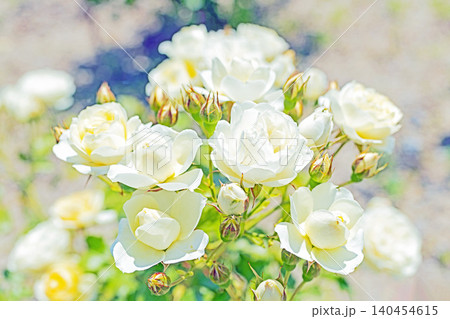 家の周りの草花 四季の色々 初夏のバラ園の花壇を清楚で美しい花が彩りを添えています 家の周りの草花 四季の色々 初夏のバラ園の花壇を清楚で美しい花が彩りを添えています 140454615