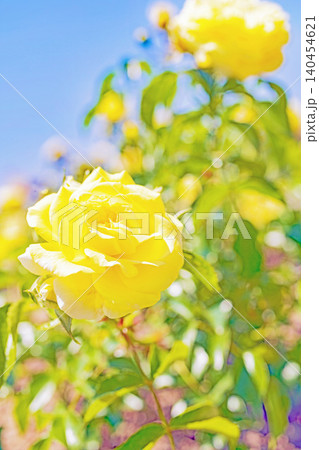 家の周りの草花 四季の色々 初夏のバラ園の花壇を清楚で美しい花が彩りを添えています 家の周りの草花 四季の色々 初夏のバラ園の花壇を清楚で美しい花が彩りを添えています 140454621