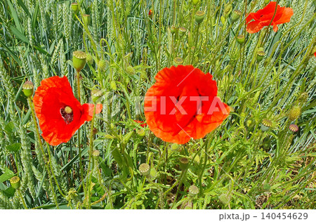 Close-up of bright red poppies and green seed pods in a wheat field. Macro shot of wildflowers under the sun 140454629