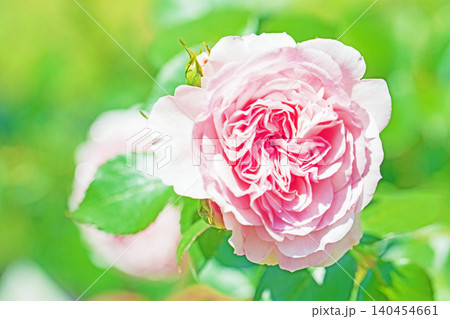 家の周りの草花　四季の色々　初夏のバラ園の花壇を清楚で美しい花が彩りを添えています　　 140454661