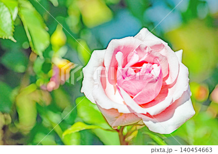家の周りの草花　四季の色々　初夏のバラ園の花壇を清楚で美しい花が彩りを添えています　　 140454663