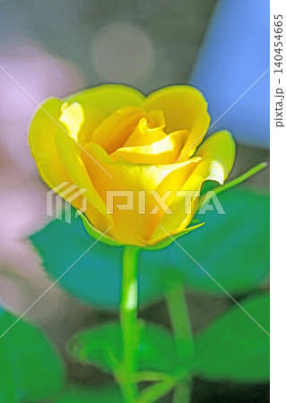 家の周りの草花　四季の色々　初夏のバラ園の花壇を清楚で美しい花が彩りを添えています　　 140454665