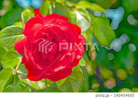 家の周りの草花 四季の色々 初夏のバラ園の花壇を清楚で美しい花が彩りを添えています 家の周りの草花 四季の色々 初夏のバラ園の花壇を清楚で美しい花が彩りを添えています 140454685