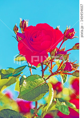 家の周りの草花 四季の色々 初夏のバラ園の花壇を清楚で美しい花が彩りを添えています 家の周りの草花 四季の色々 初夏のバラ園の花壇を清楚で美しい花が彩りを添えています 140454687