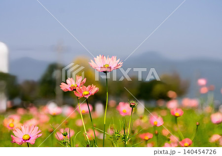 秋晴れのコスモス畑　ピンクの花が一面に咲く日本の秋景色 140454726