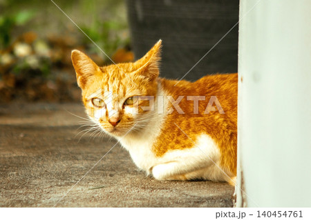 An orange kitten lies peacefully on the floor. An orange kitten lies peacefully on the floor. 140454761
