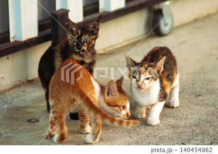 Three kittens are playing together. 140454862