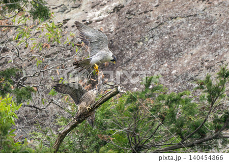 幼鳥へ近づくハヤブサの親鳥　給餌シーン 140454866