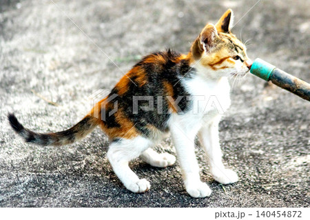 A calico kitten is exploring. A calico kitten is exploring. 140454872