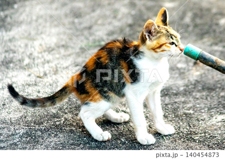 A calico kitten is exploring. A calico kitten is exploring. 140454873