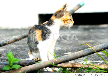 A calico kitten is exploring. A calico kitten is exploring. 140454937